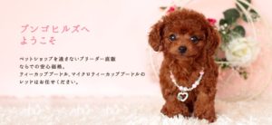 トイプードル　ブリーダー