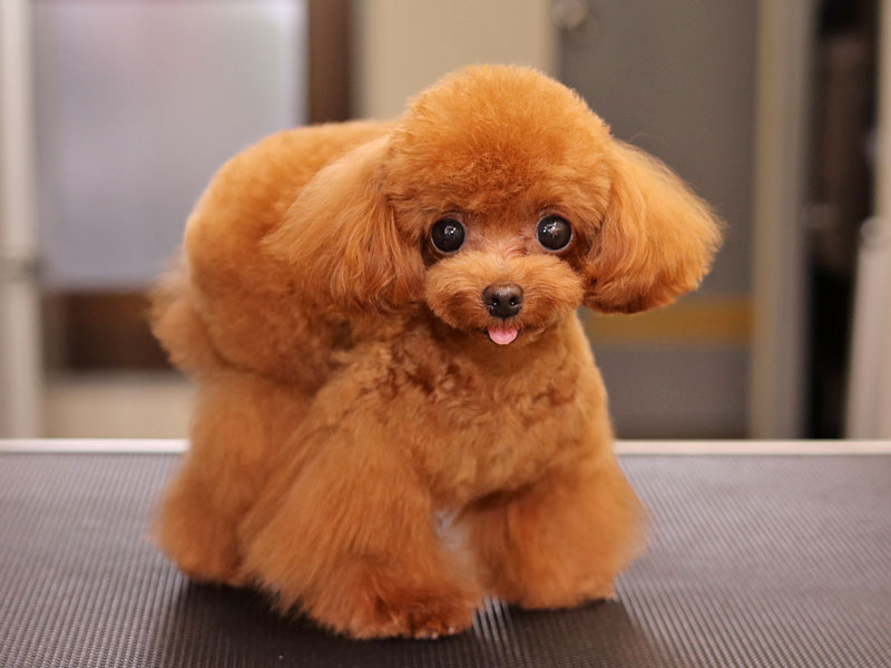 マイクロティーカッププードルのモデル犬
