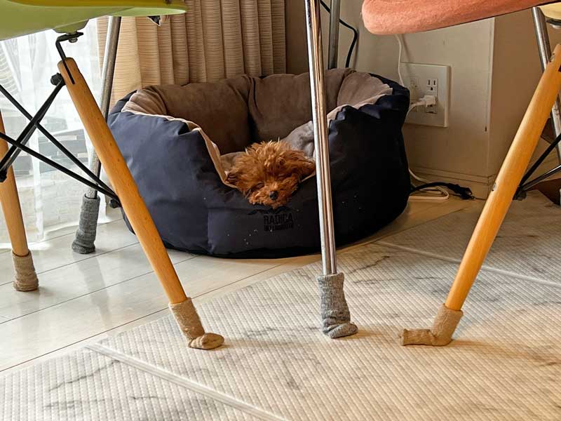 トイプードル 子犬