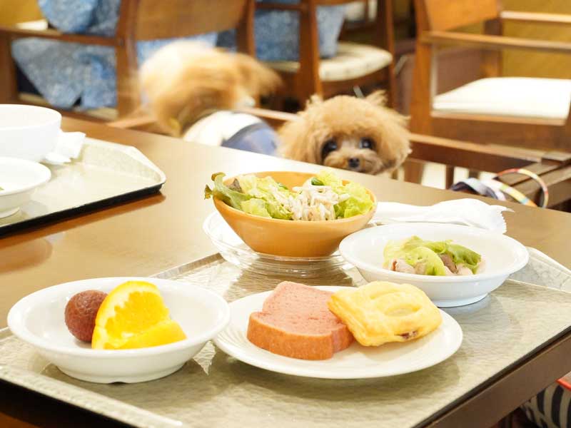 ペットと泊まれる宿　ルシアン旧軽井沢　マイクロティーカッププードル　朝食