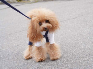 トイプードル 散歩 歩かない