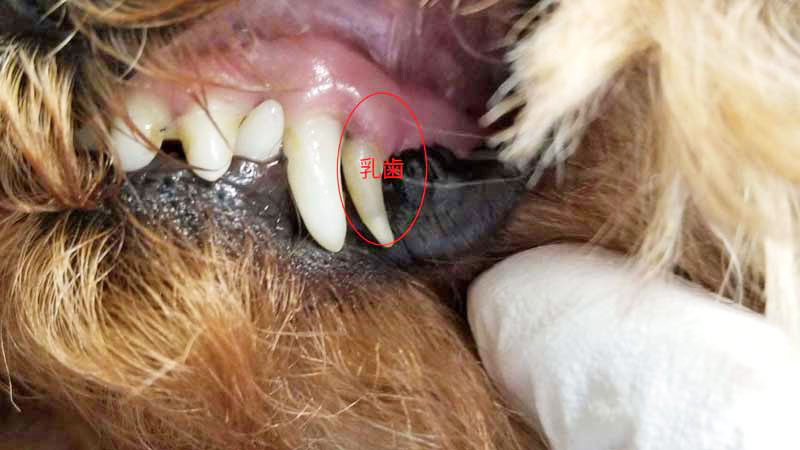 トイプードル　子犬　甘噛み　乳歯