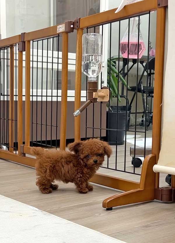 トイプードル　子犬　犬用フェンス