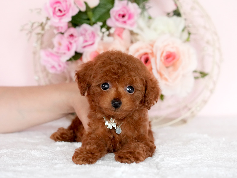 トイプードル 子犬