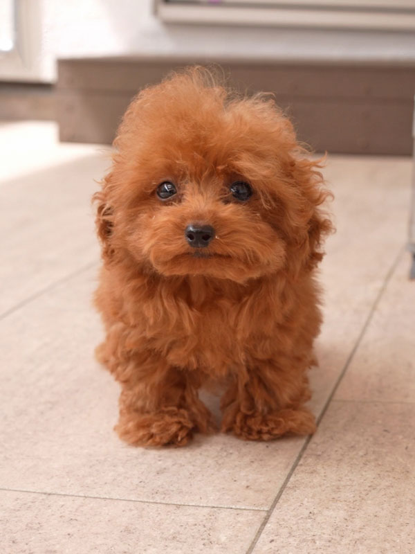 トイプードル　ブサイク期