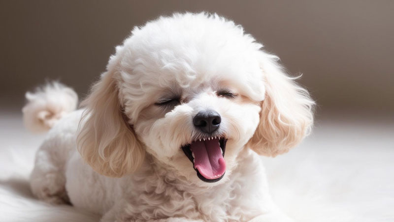 歯のかみ合わせ　トイプードル