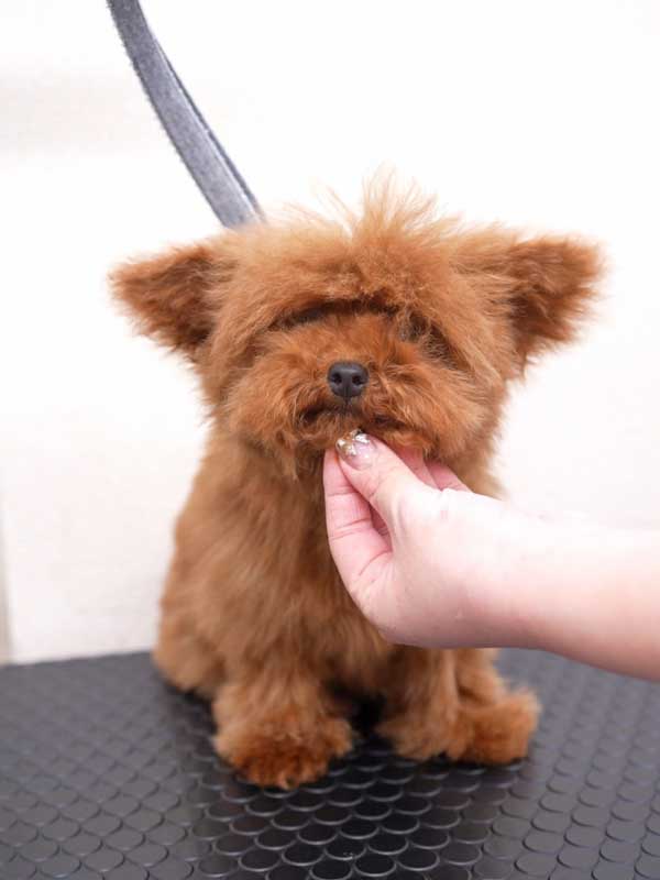 トイプードル　ブサイク期