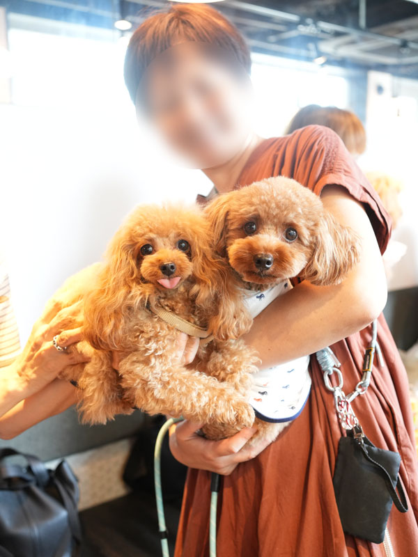 トイプードル お里会