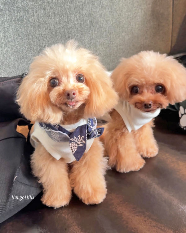 トイプードル お里会