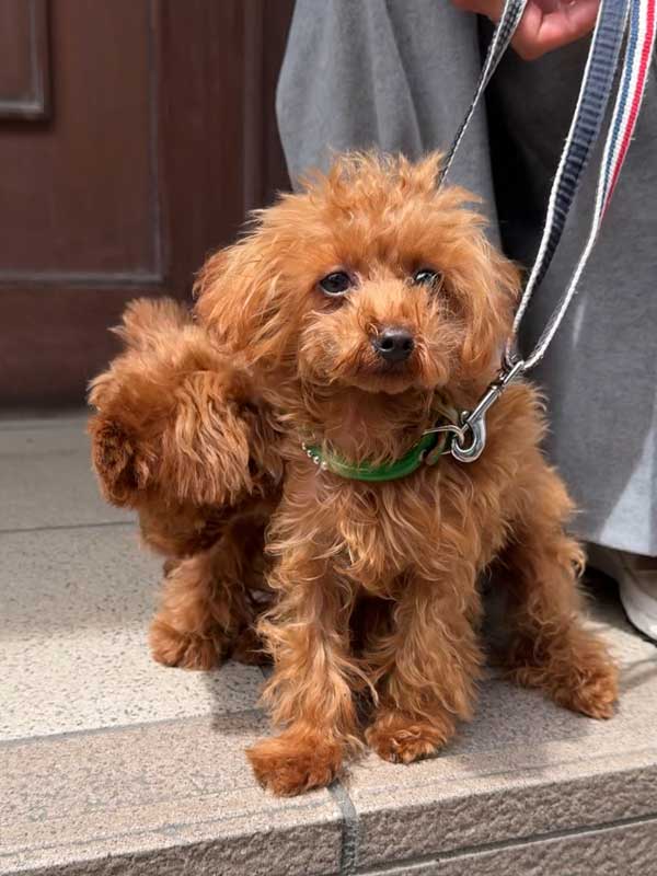 トイプードル　ブサイク期