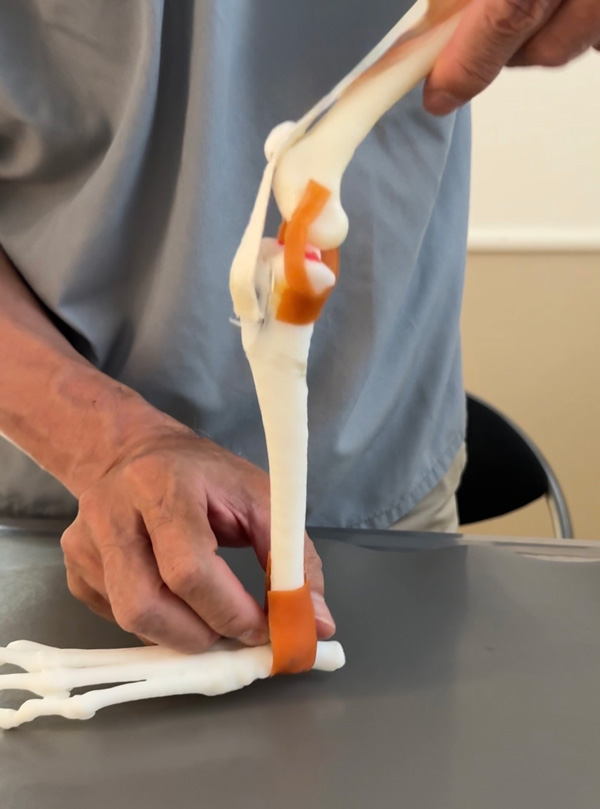 トイプードル　怪我