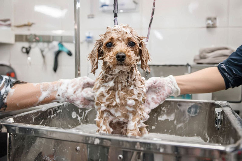 トイプードル　シャンプー　トリミングサロン