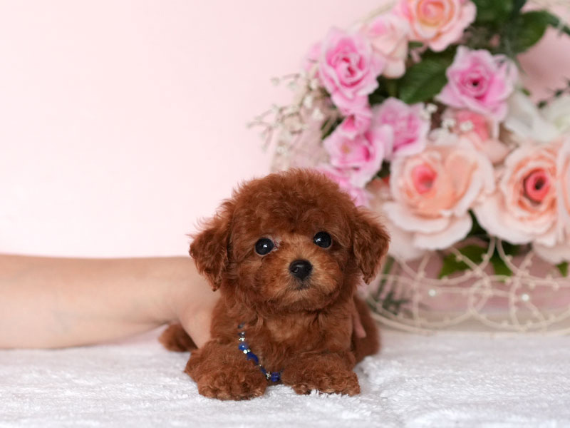 トイプードル　子犬