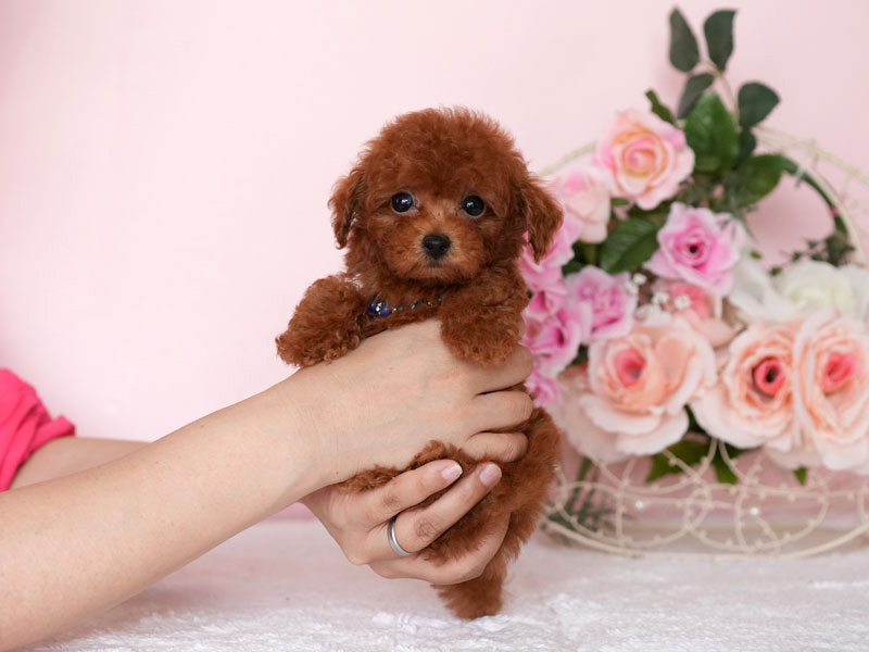 トイプードル　子犬