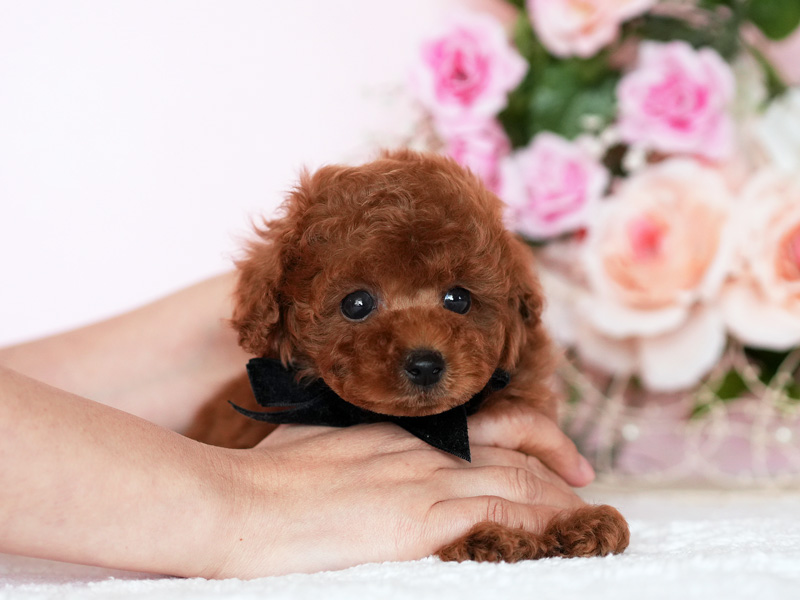 ティーカッププードル 子犬