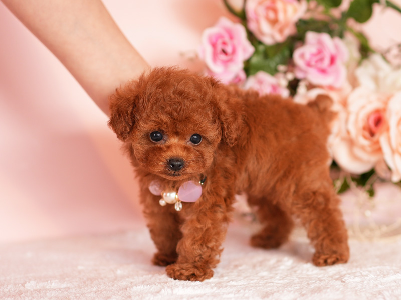 ティーカッププードル　子犬