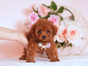 ティーカッププードル　子犬