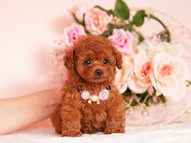 ティーカッププードル　子犬