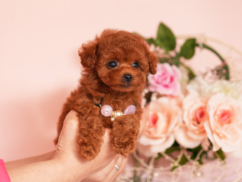 ティーカッププードル　子犬
