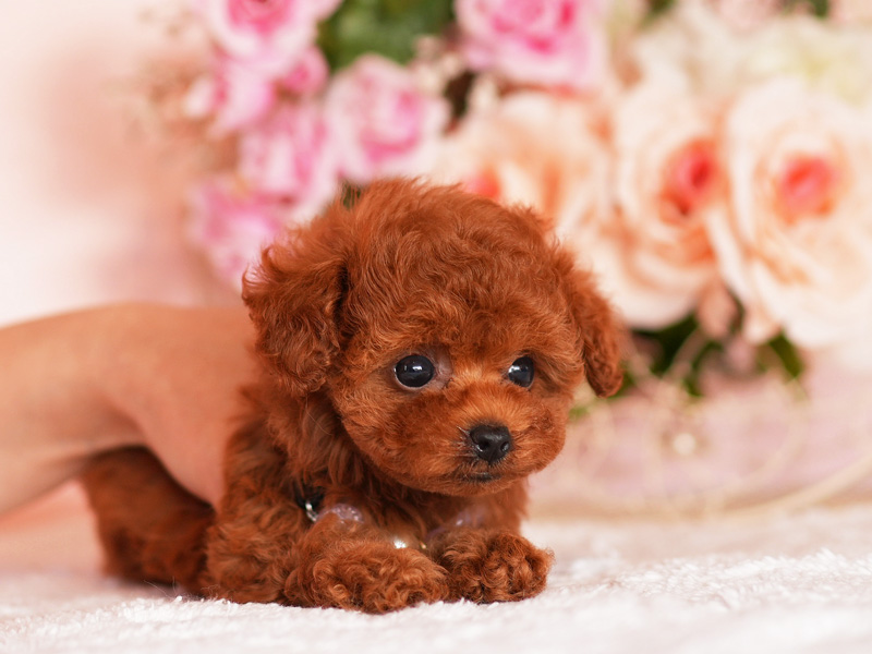 ティーカッププードル　子犬