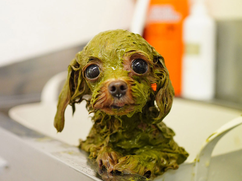 アニマル　アーユルヴェーダ　ハーブパック