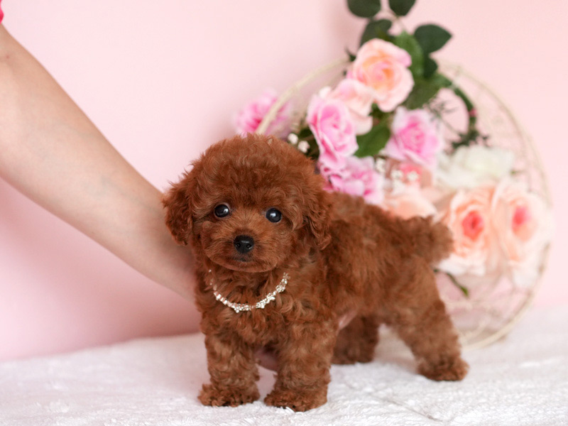 ティーカッププードル　子犬