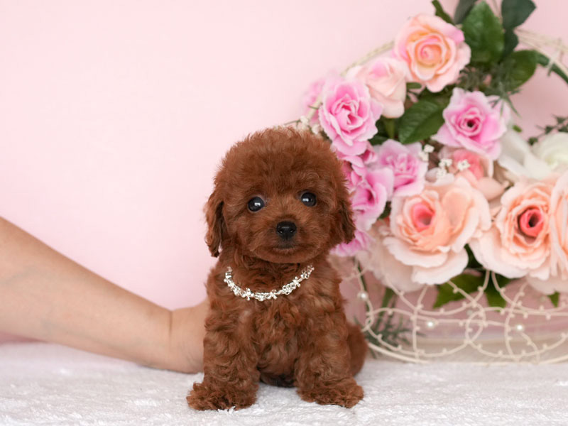 ティーカッププードル　子犬