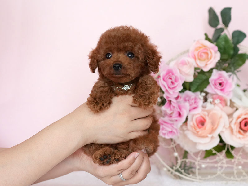 ティーカッププードル　子犬