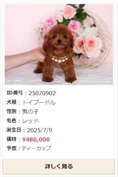 トイプードル　子犬販売