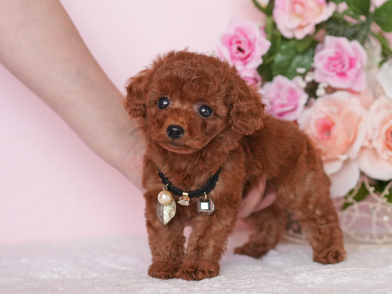 トイプードル　子犬