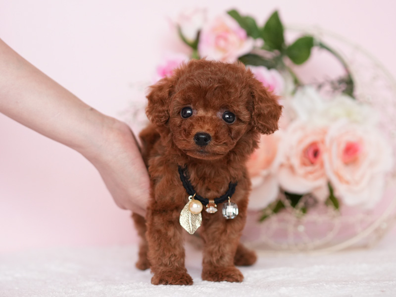 トイプードル　子犬