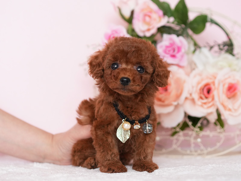 トイプードル　子犬