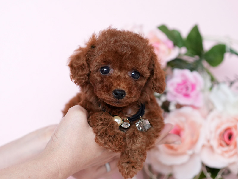 トイプードル　子犬
