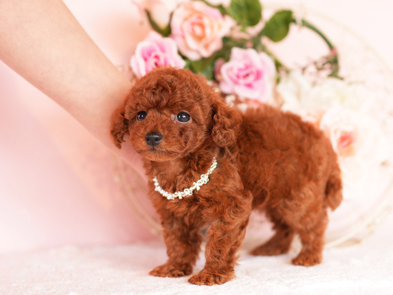 トイプードル　子犬