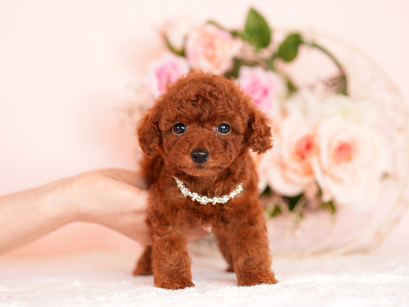トイプードル 子犬