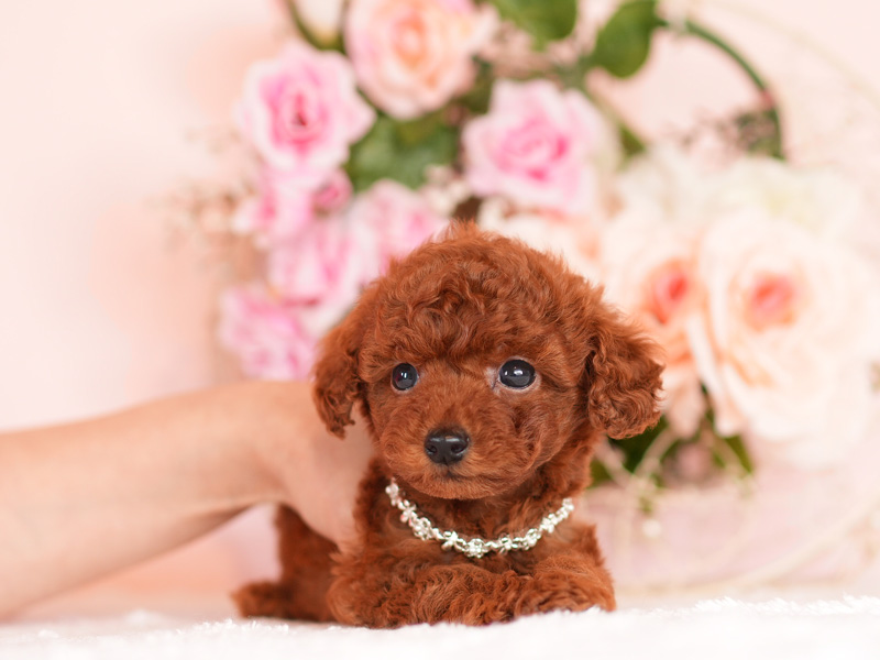 トイプードル　子犬
