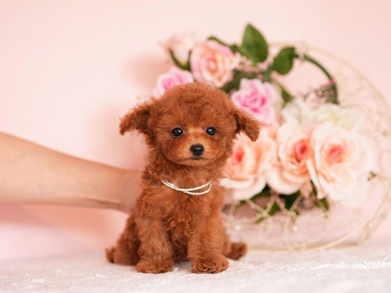 ティーカッププードル　子犬