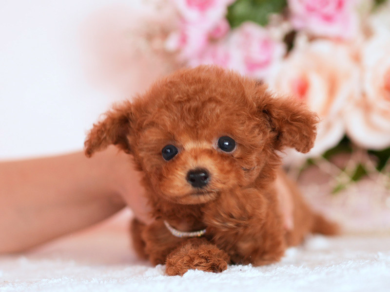 ティーカッププードル　子犬