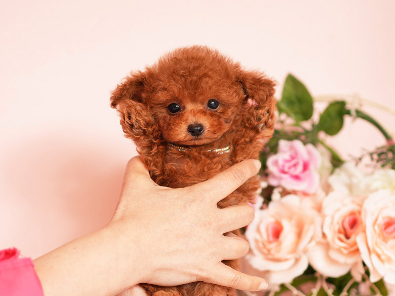 ティーカッププードル　子犬