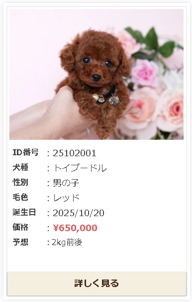 トイプードル　子犬販売