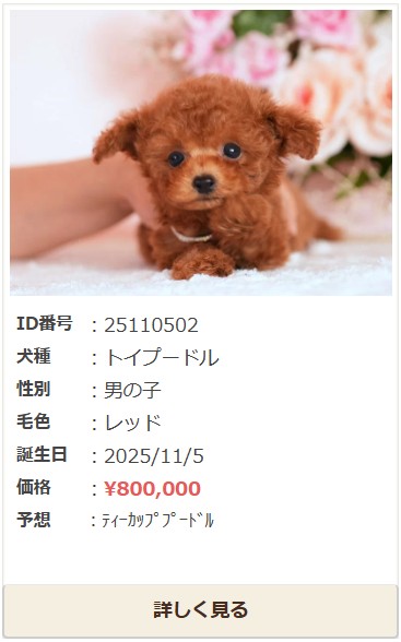 ティーカッププードル　子犬