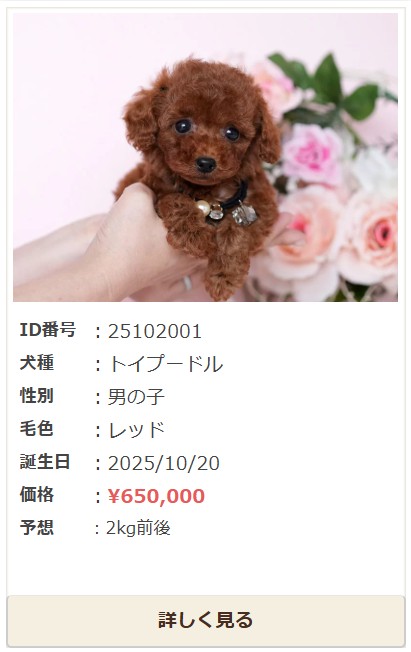 トイプードル　子犬